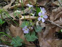 Violet Wood Sorrell